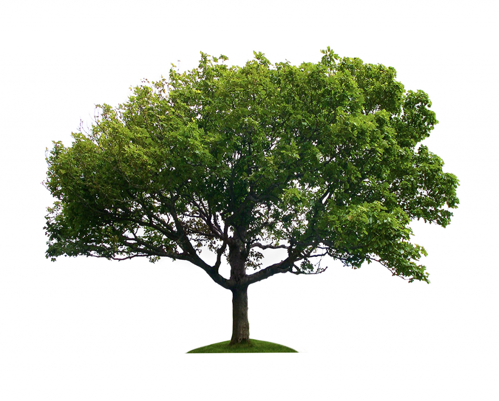 Heritage Center | Xtra Large Tree